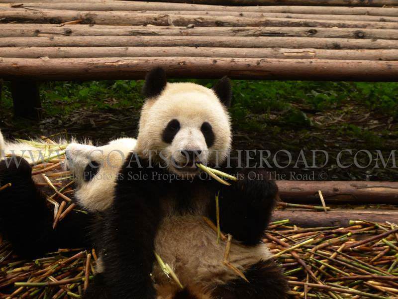 Mother panda takes a well earned rest from her cubs at a zoo in Japan