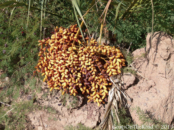 dates in garmeh