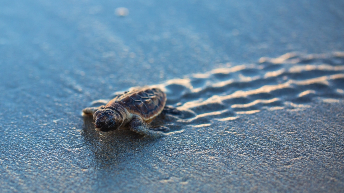 Swim With Loggerhead Turtle Zakynthos