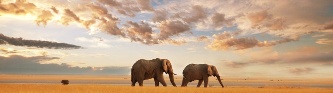 Kenya Elephants on the grasslands