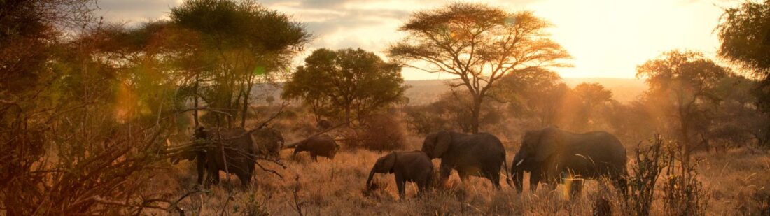 Elephants walking at sunset in Tanzania